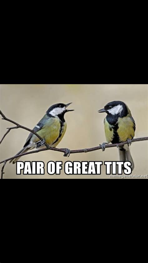 perfect pair of tits|A Perfect Pair of Tits